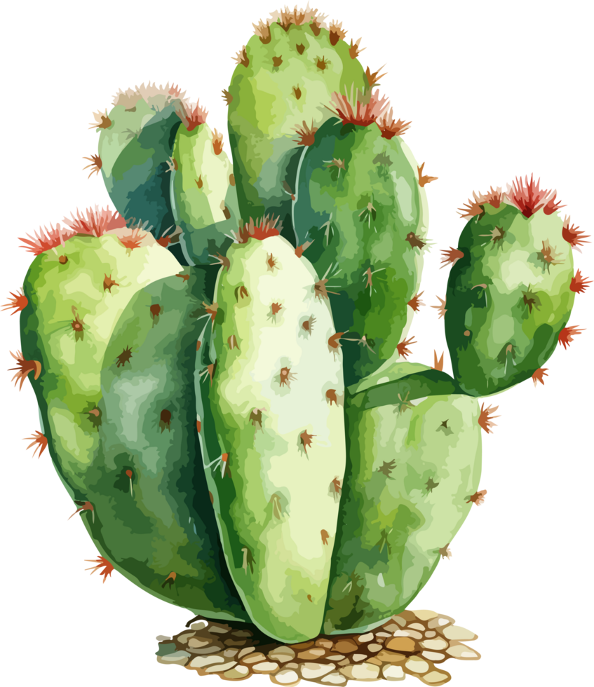 Watercolor cactus clipart design illustration png