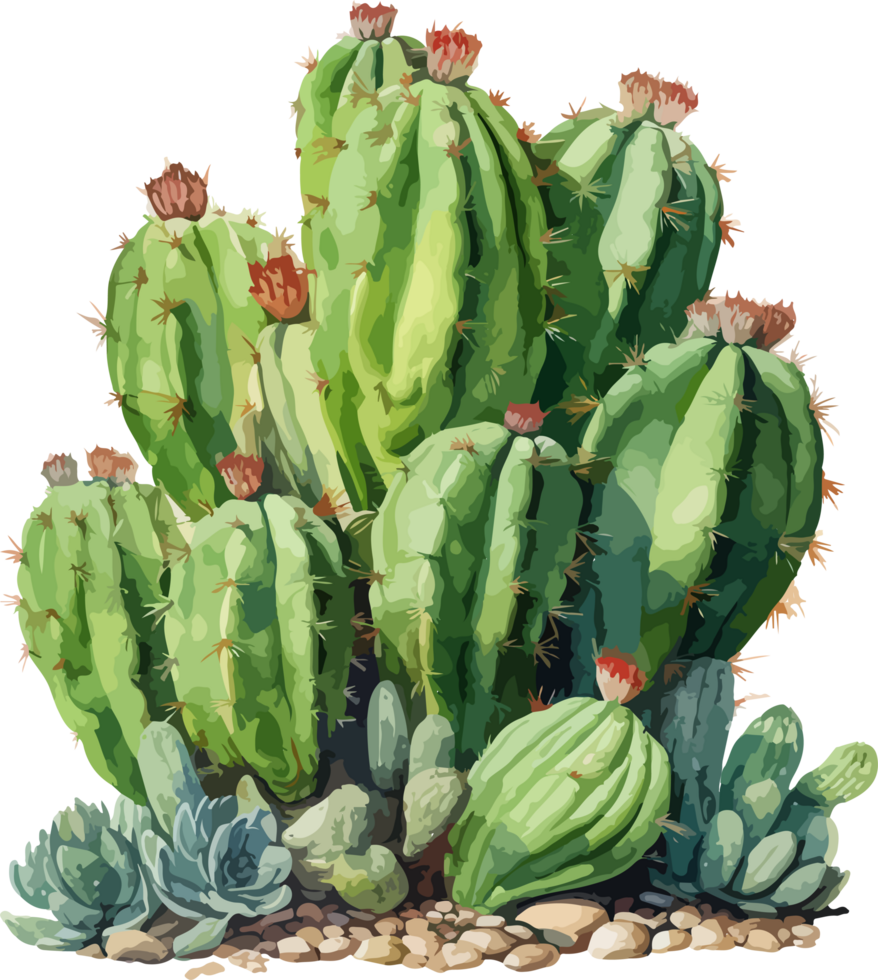 Watercolor cactus clipart design illustration png
