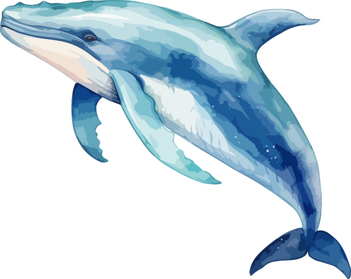Whale clipart design illustration png