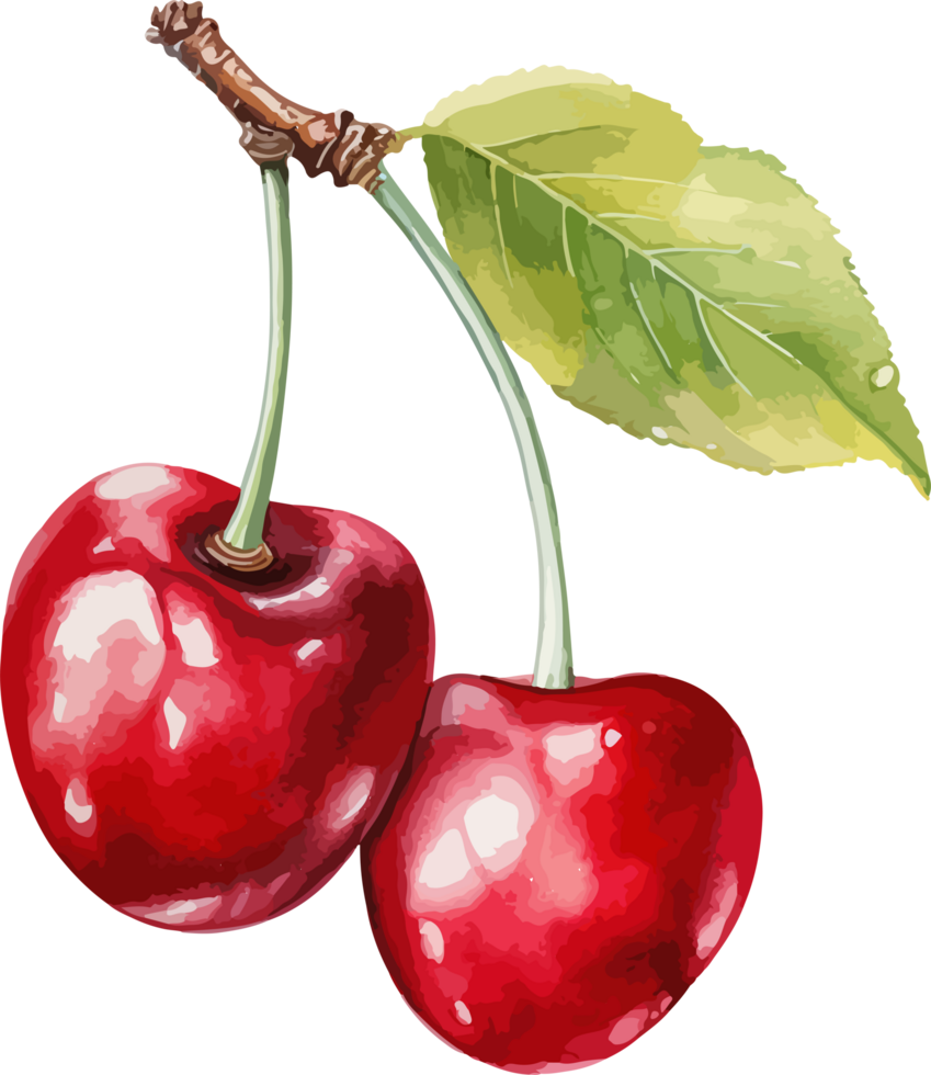 Cherry clipart design illustration png