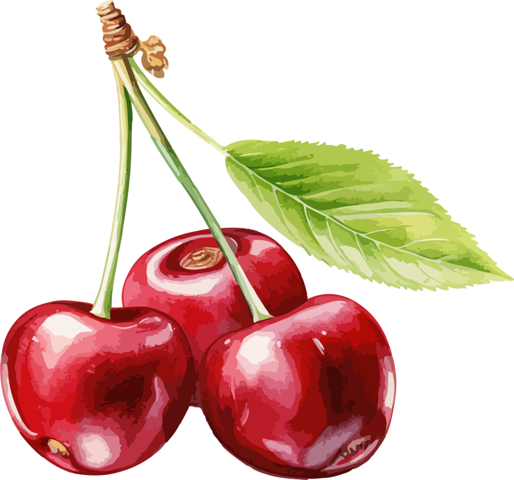 Cherry clipart design illustration png