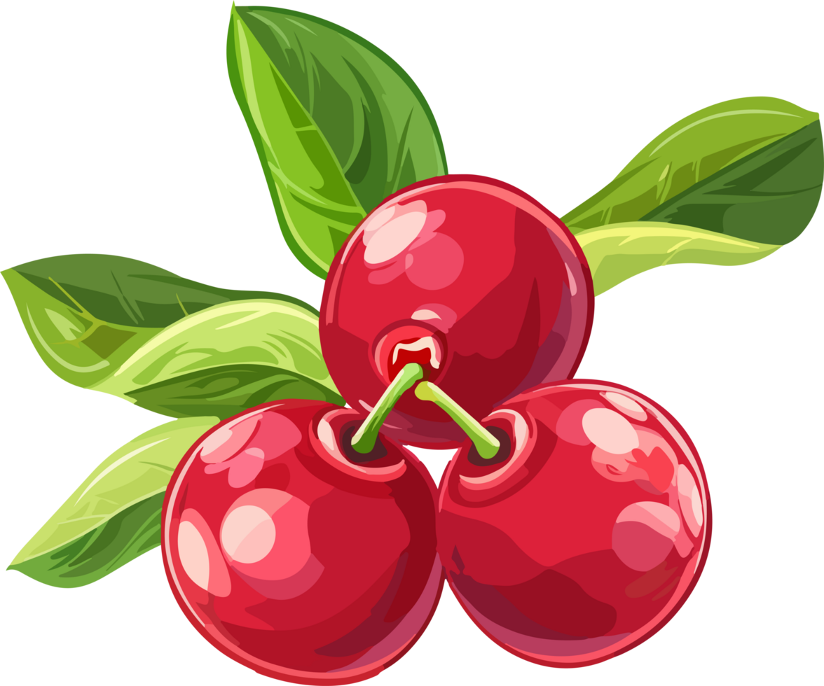 Cranberry clipart design illustration png