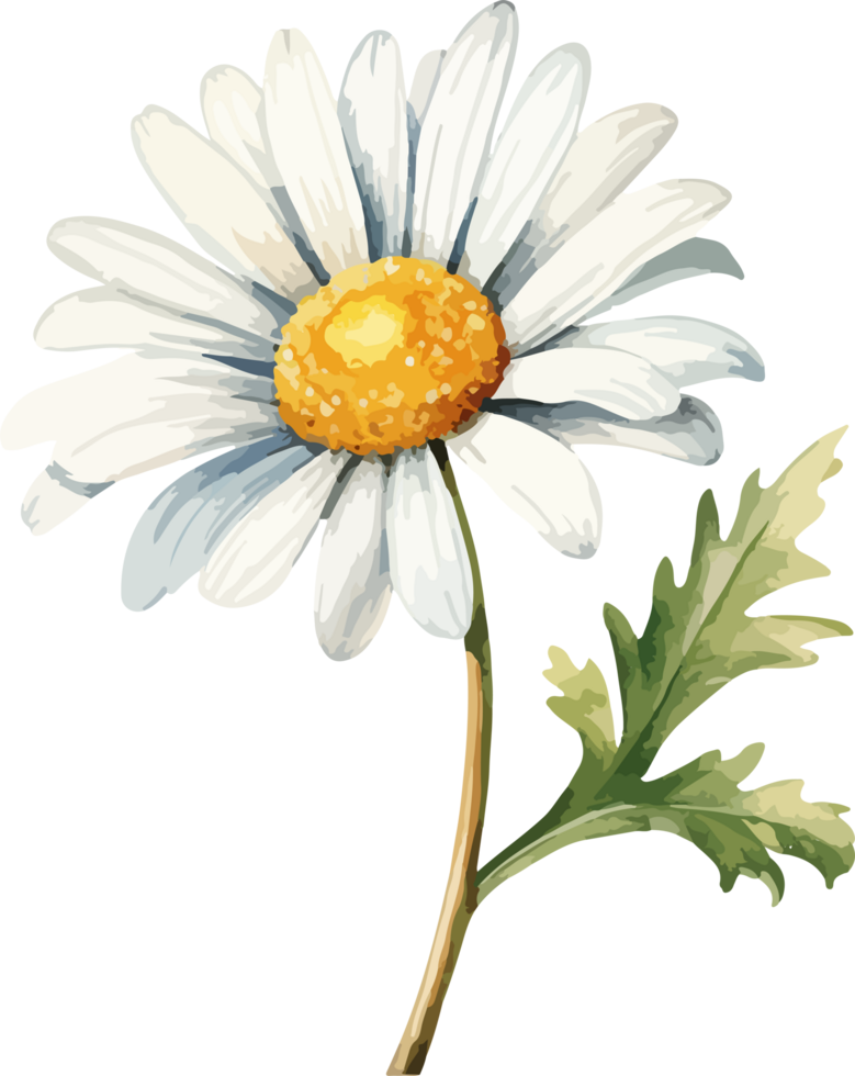 Daisy flower clipart design illustration png