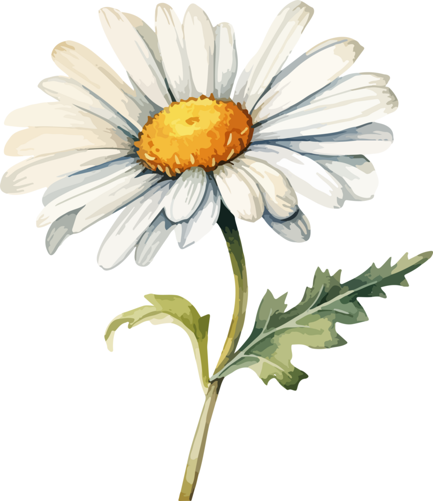 Daisy flower clipart design illustration png