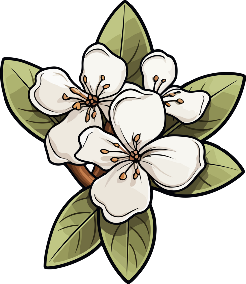Daphne flower clipart design illustration png