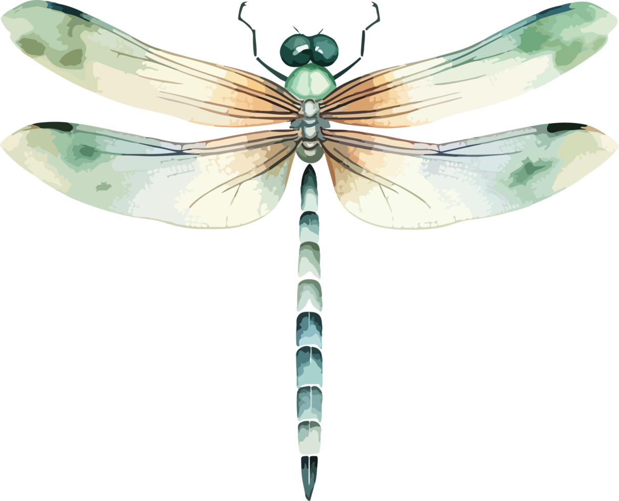 Dragonfly clipart design illustration png