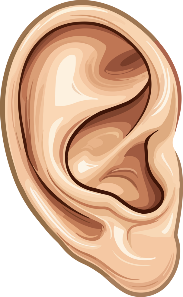 Ear clipart design illustration png