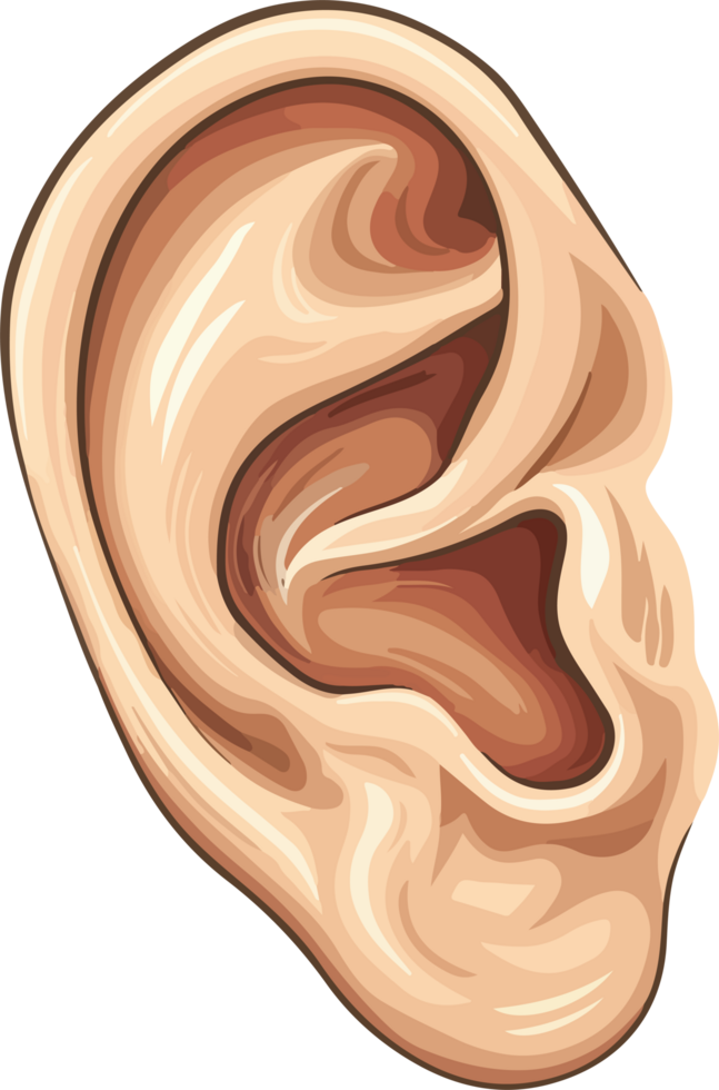 Ear clipart design illustration png