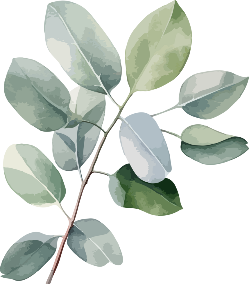 Eucalyptus clipart design illustration png