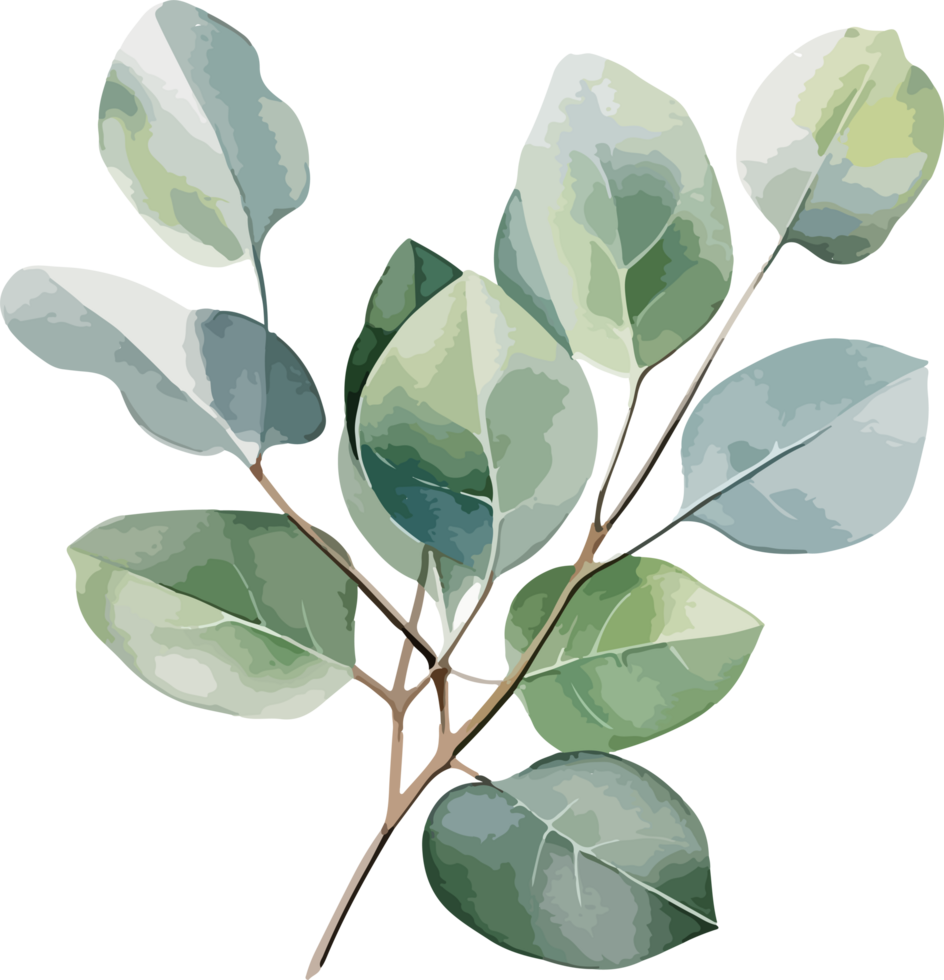 Eucalyptus clipart design illustration png