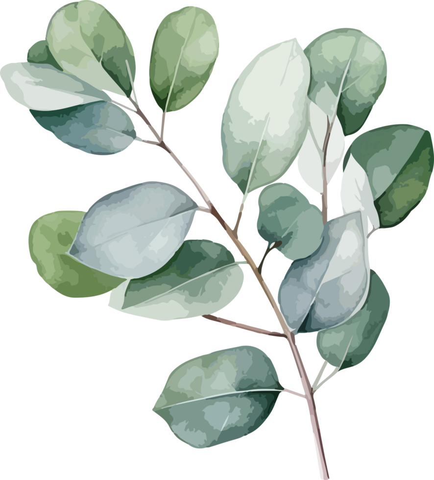 Eucalyptus clipart design illustration png