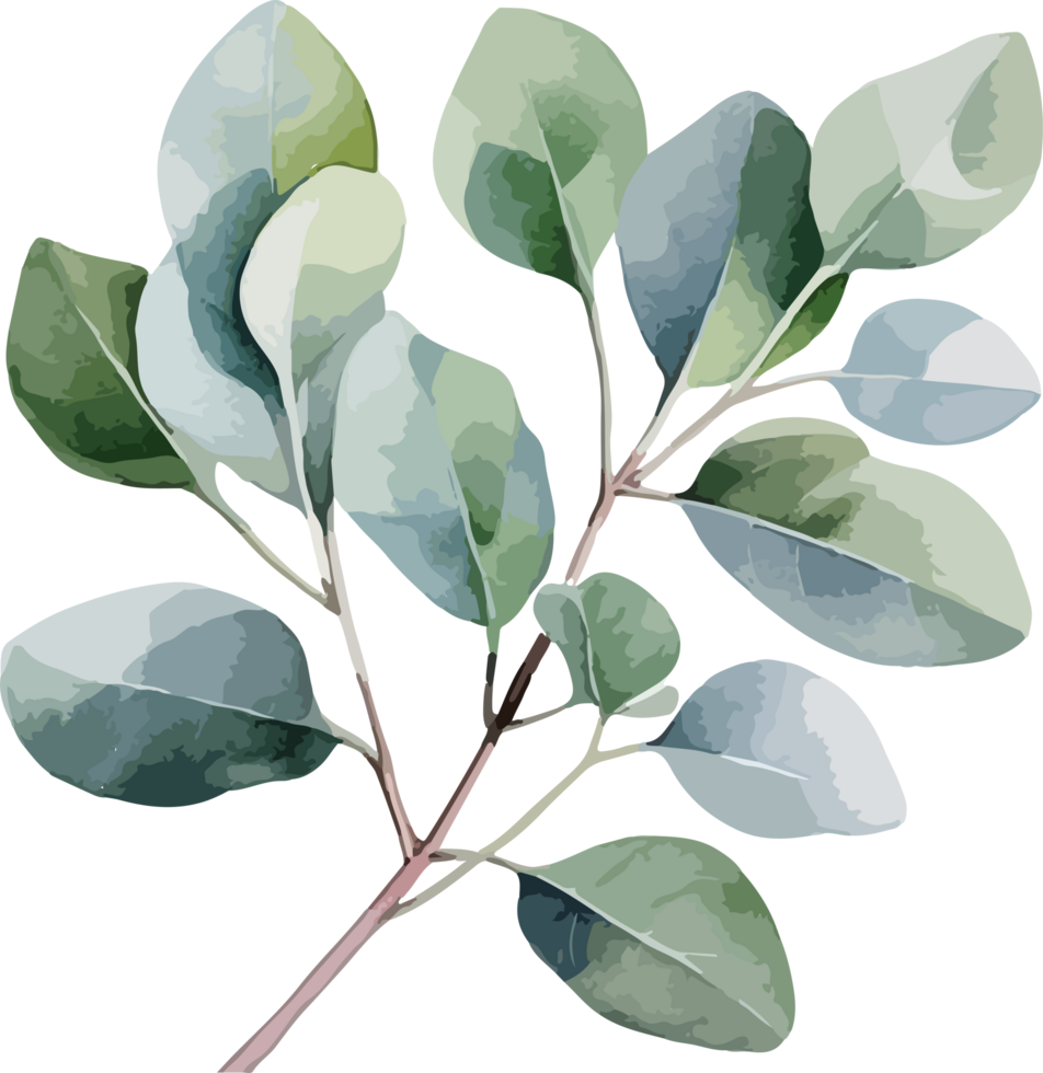Eucalyptus clipart design illustration png