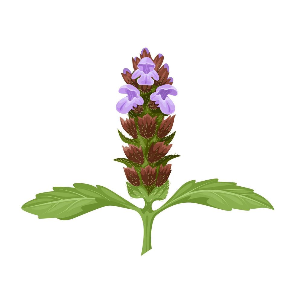 Illustration of Prunella vulgaris, the common self-heal, heal-all, woundwort, heart-of-the-earth, isolated on white background. vector