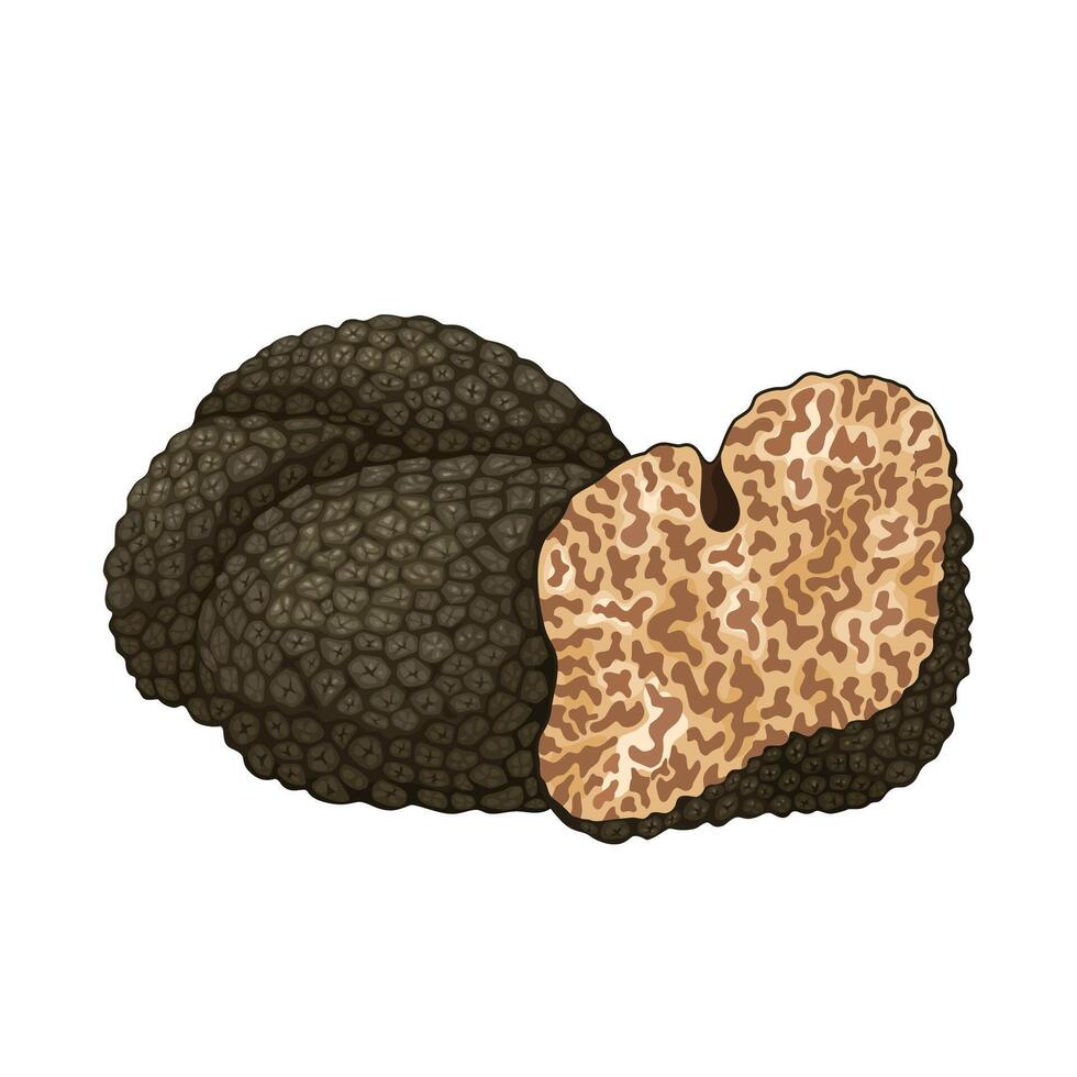 Illustration of Black truffle mushroom, scientific name Tuber melanosporum, isolated on white background. vector