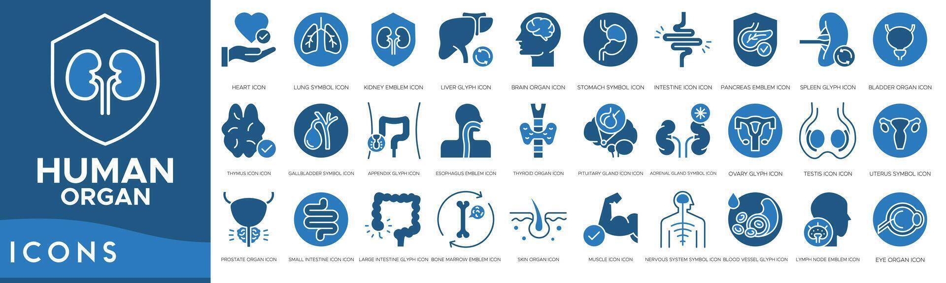 Human organ icon set. Heart, Lung Symbol, Kidney Emblem, Liver Glyph, Brain Organ, Stomach Symbol, Intestine and Pancreas Emblem vector