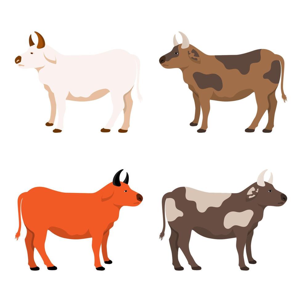 Cow illustration design set. Collection of Cow Illustration. vector