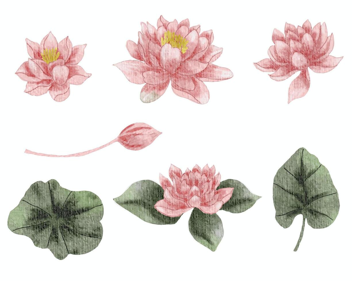 Pink Water Lily Watercolor Flower vector