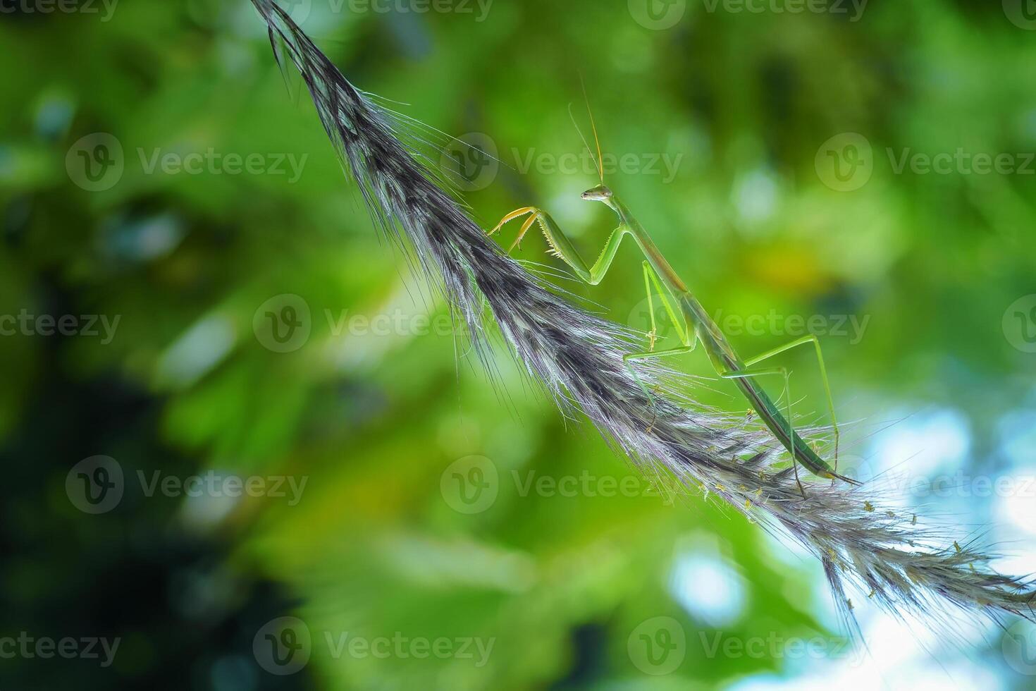 Praying Mantis Mantodea is crawling on the tops of grass leaves photo