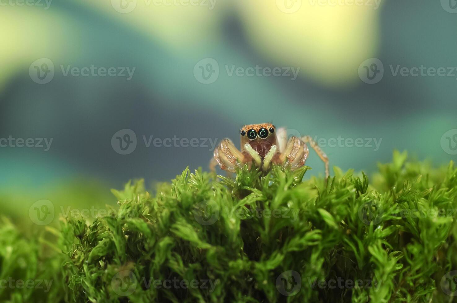 Jumping spider or Salticidae on a blurry background photo