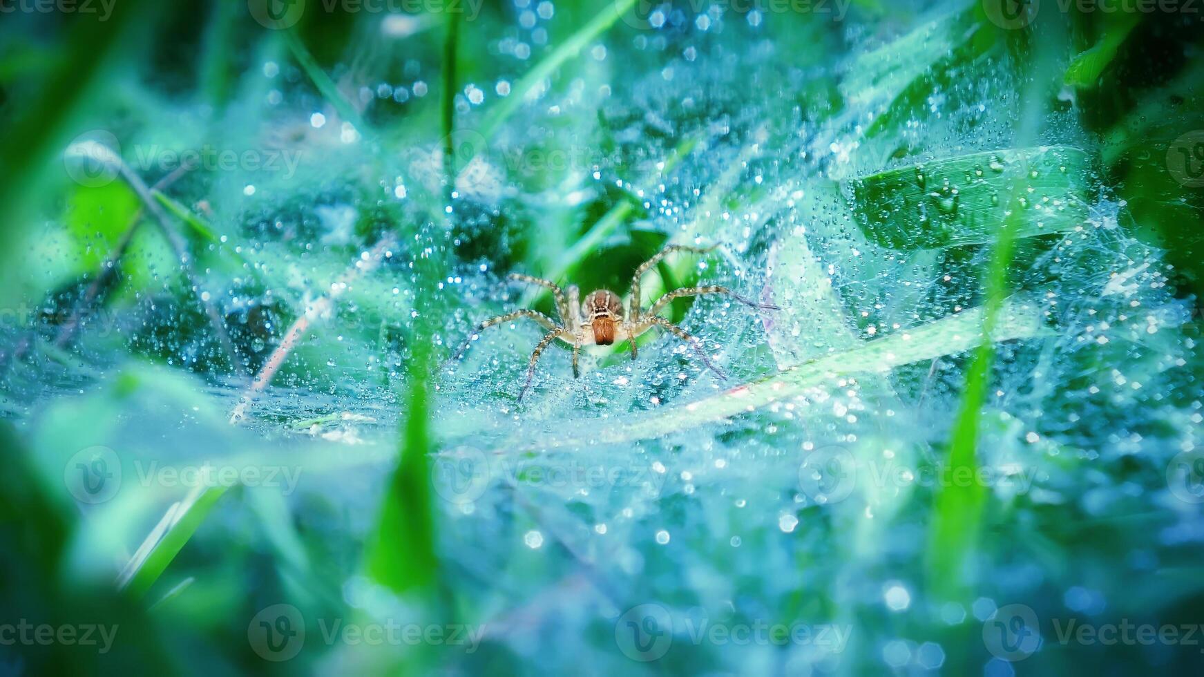 Bush Spider or Cambridgea foliata on its web full with dews photo