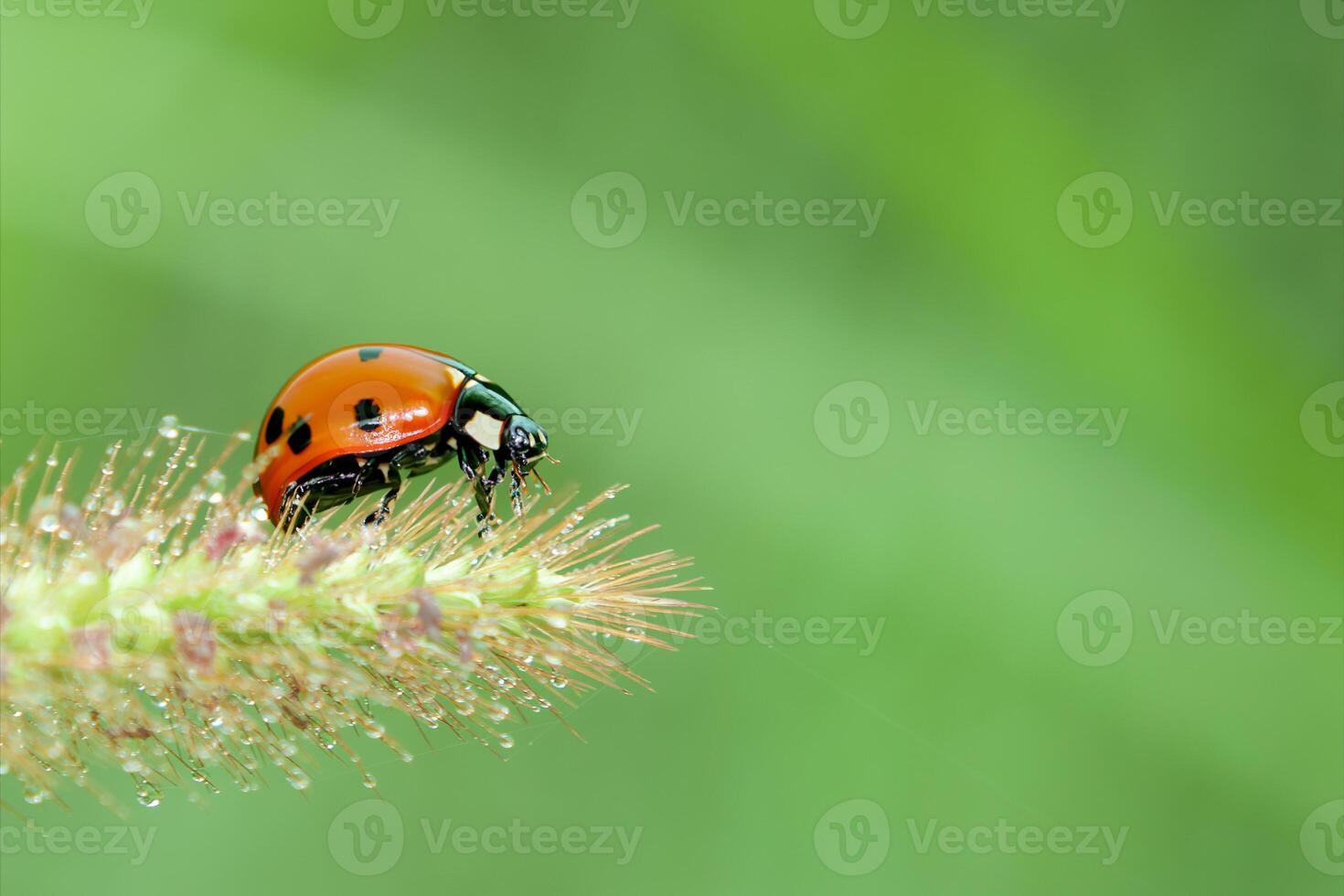 Ladybug or Small beetle Coccinellidae photo