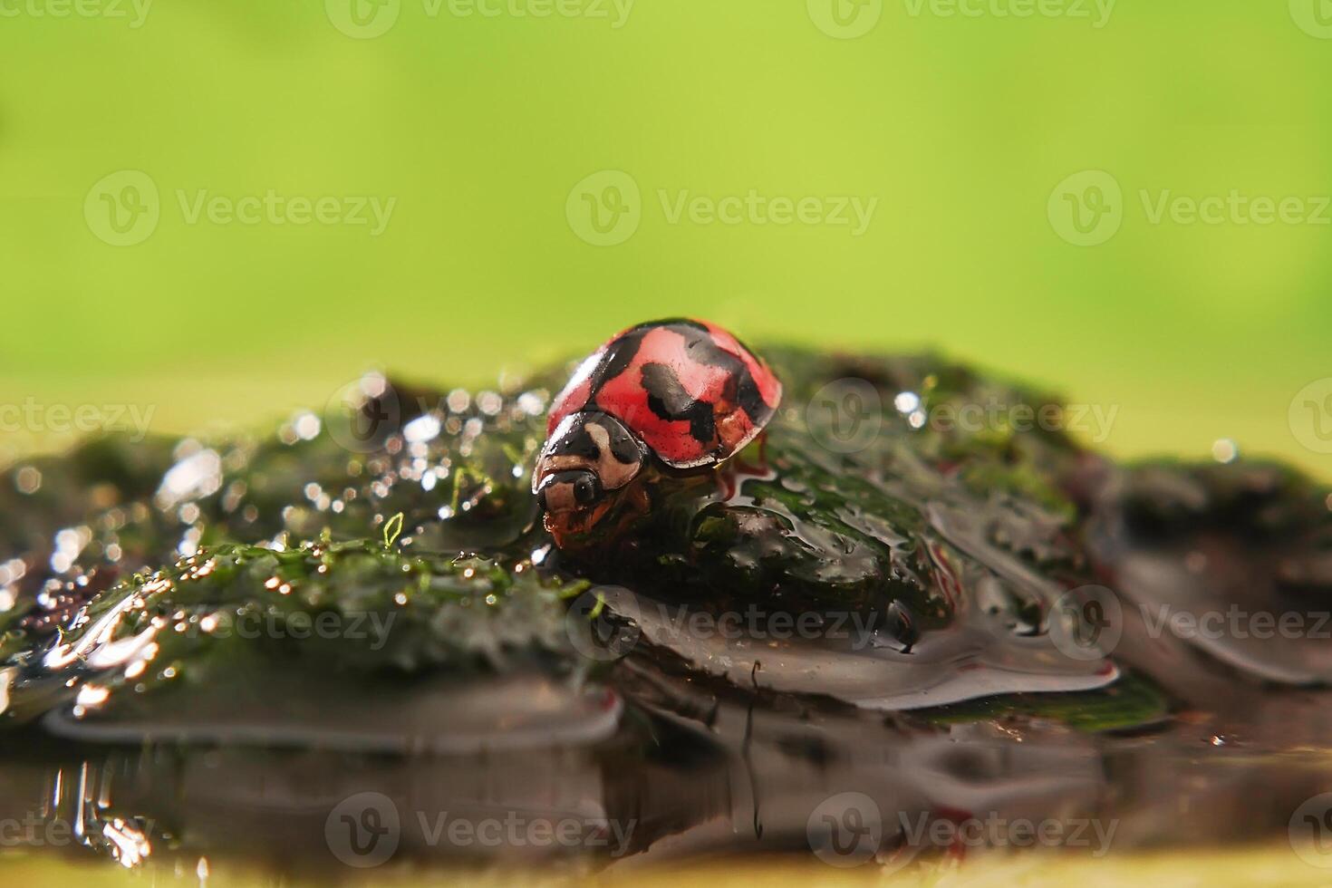Ladybug or Small beetle Coccinellidae photo