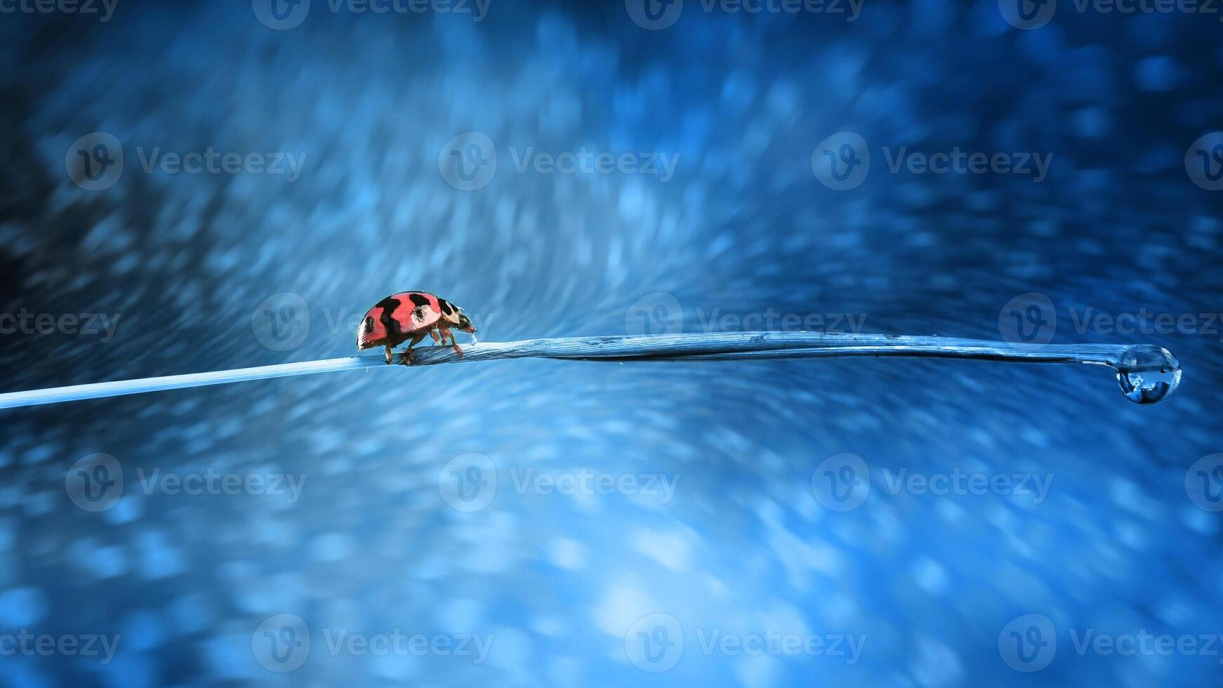 Ladybug or Small beetle Coccinellidae photo