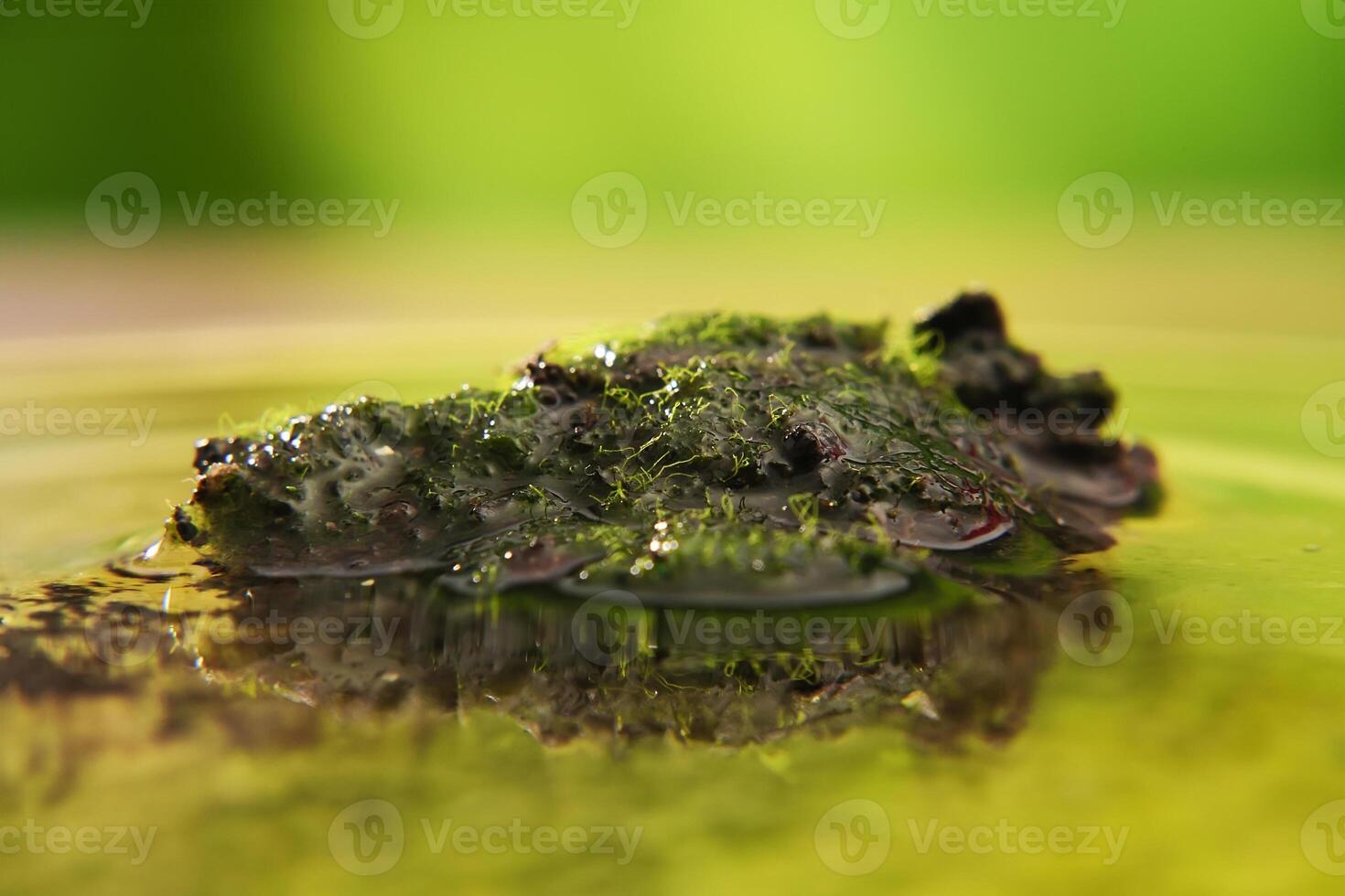 a lump of moss was in the middle of a puddle of water photo
