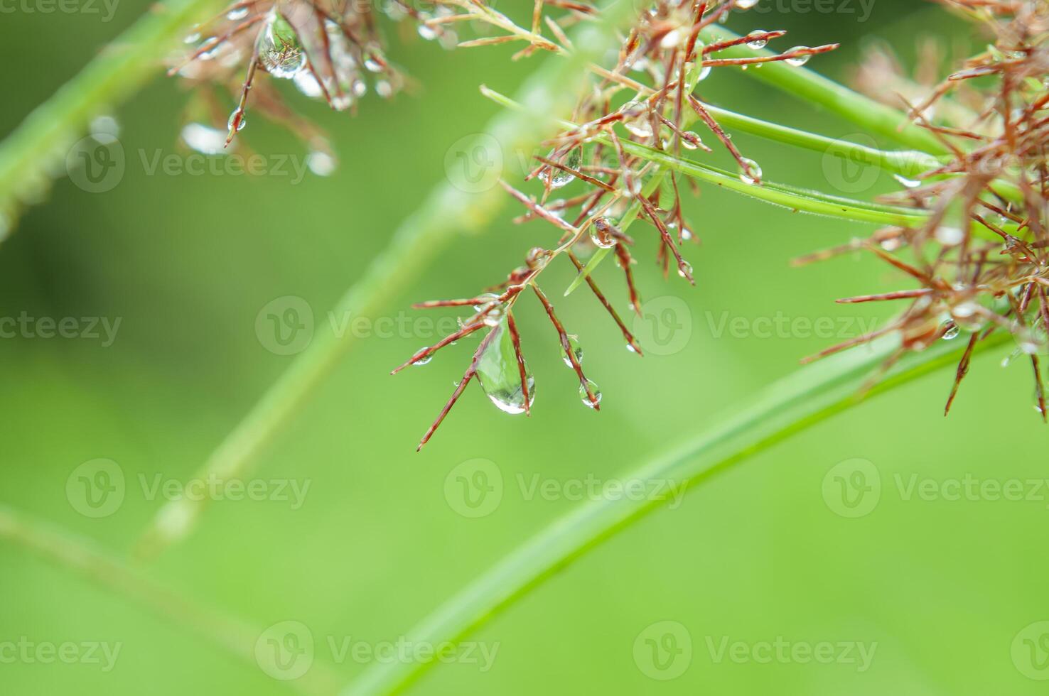 a drop of dew on the top of a cyperus rotundus flower photo