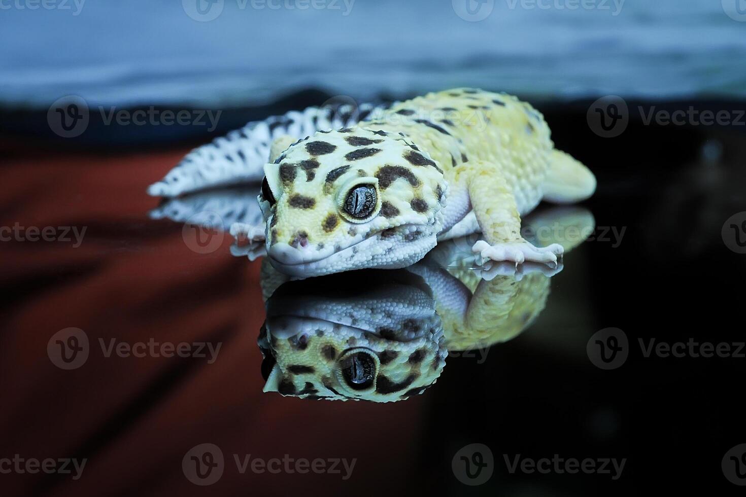 Leopard Gecko or Eublepharis macularius photo