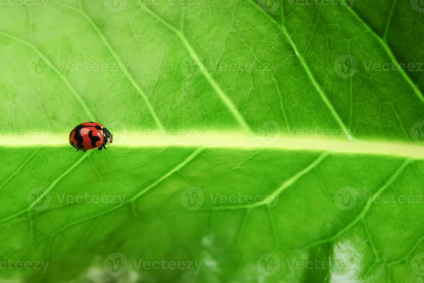 Ladybug or Small beetle Coccinellidae photo