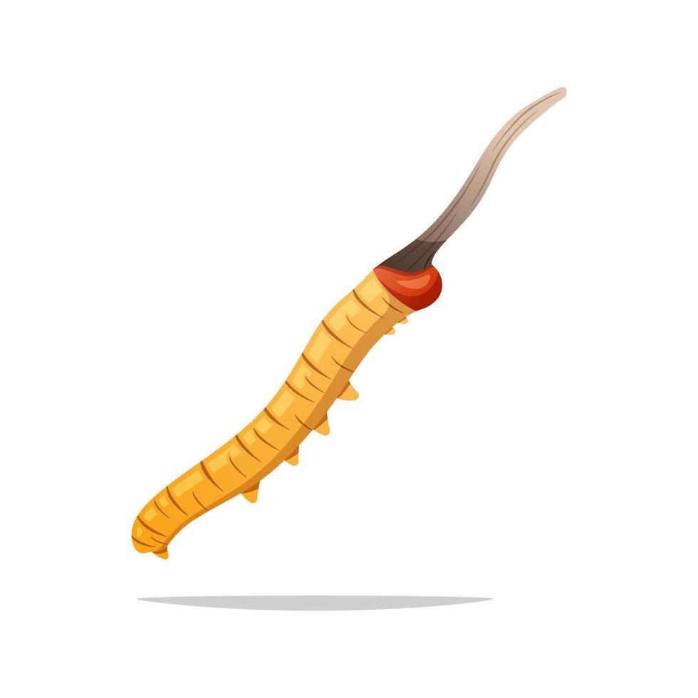 Cordyceps Sinensis. Cordyceps mushrooms isolated on white background. vector