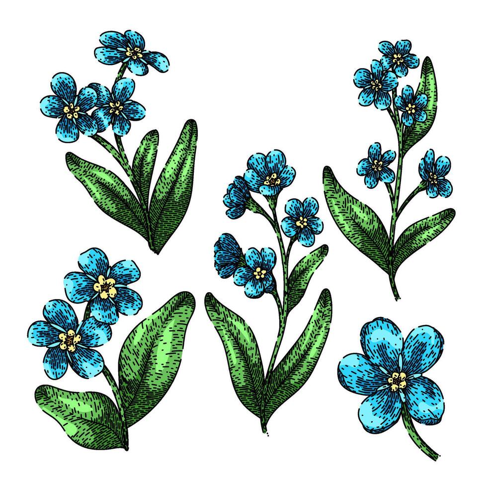 forget me not set sketch hand drawn vector