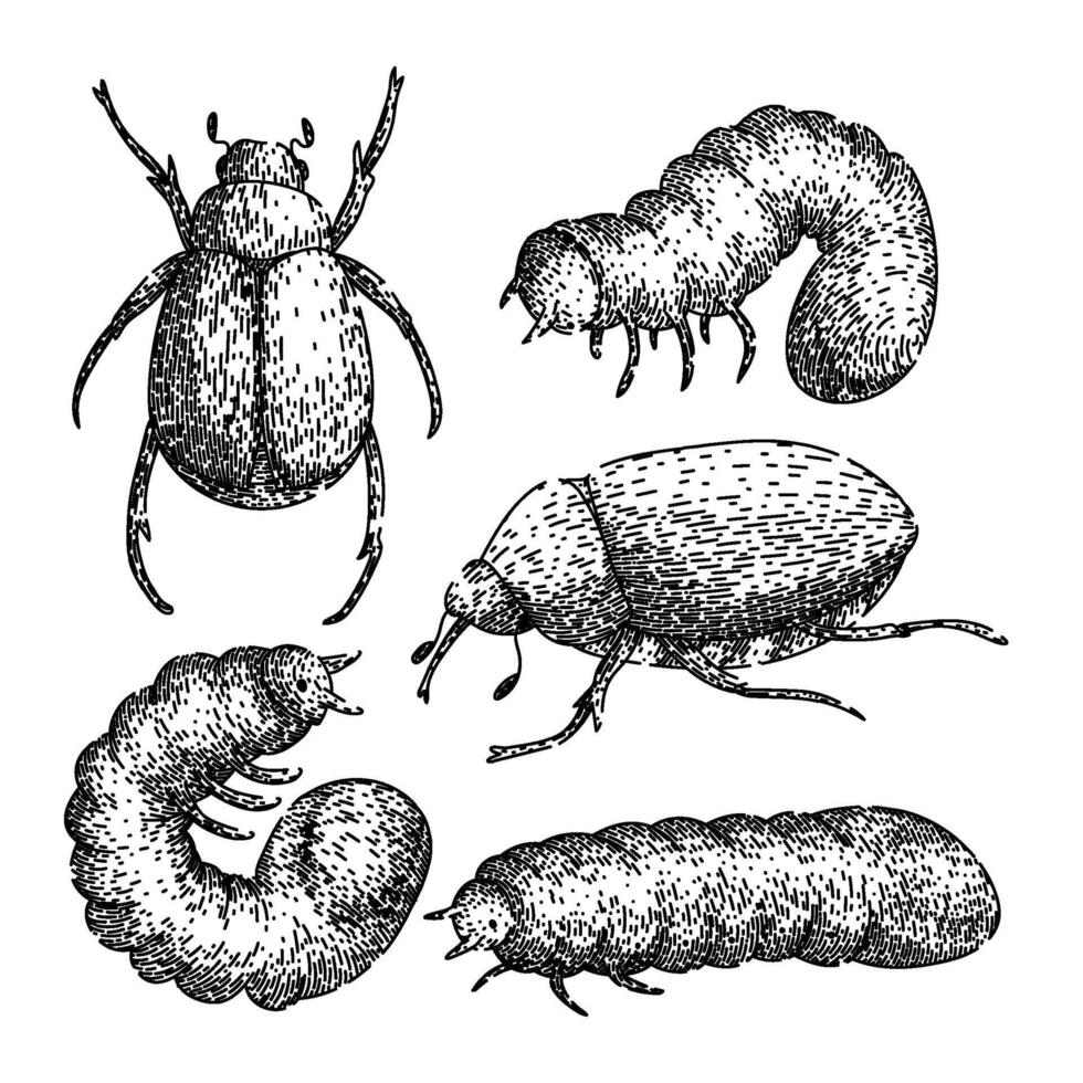 chafer set sketch hand drawn vector