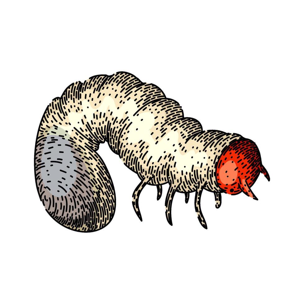 soil chafer sketch hand drawn vector