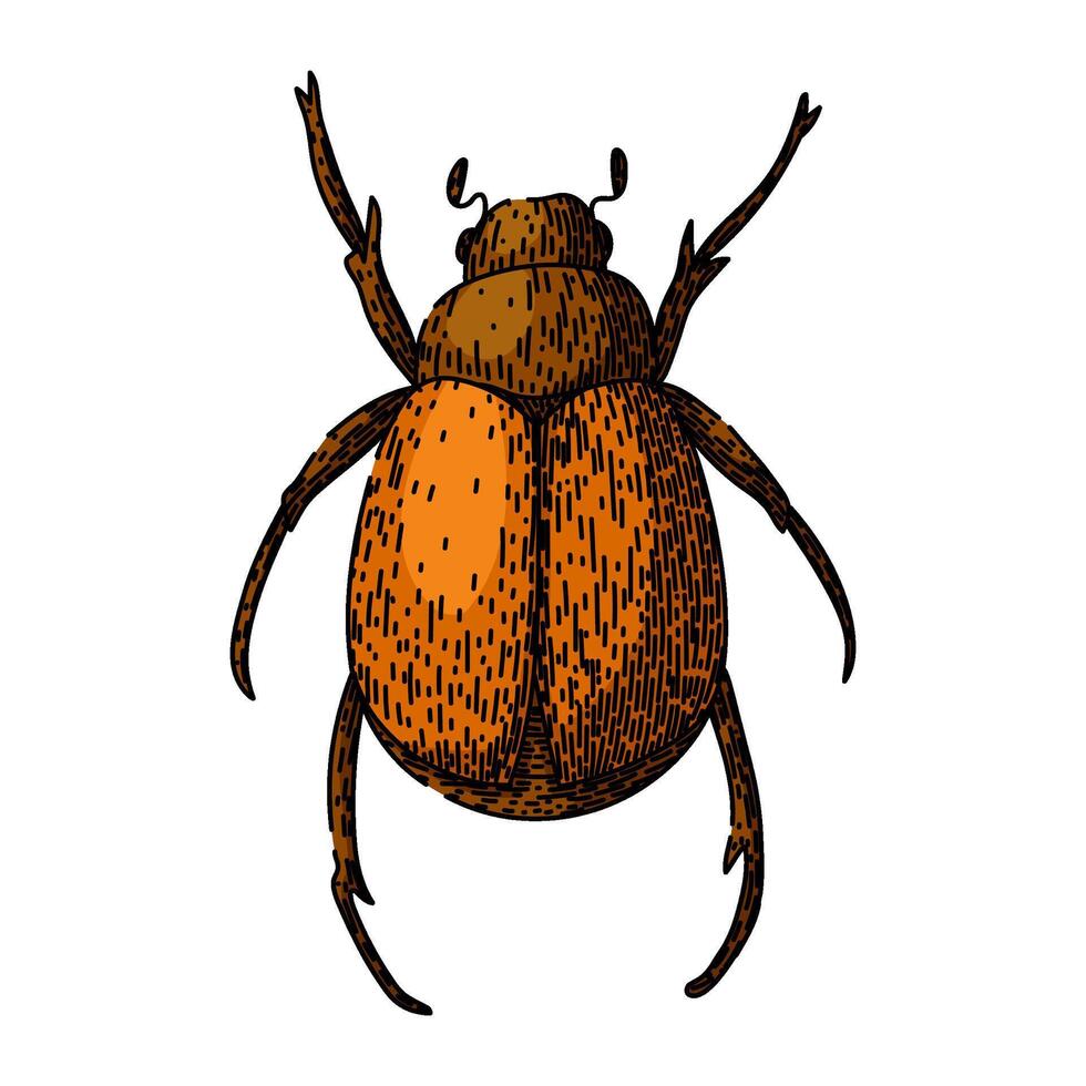 lawn chafer sketch hand drawn vector