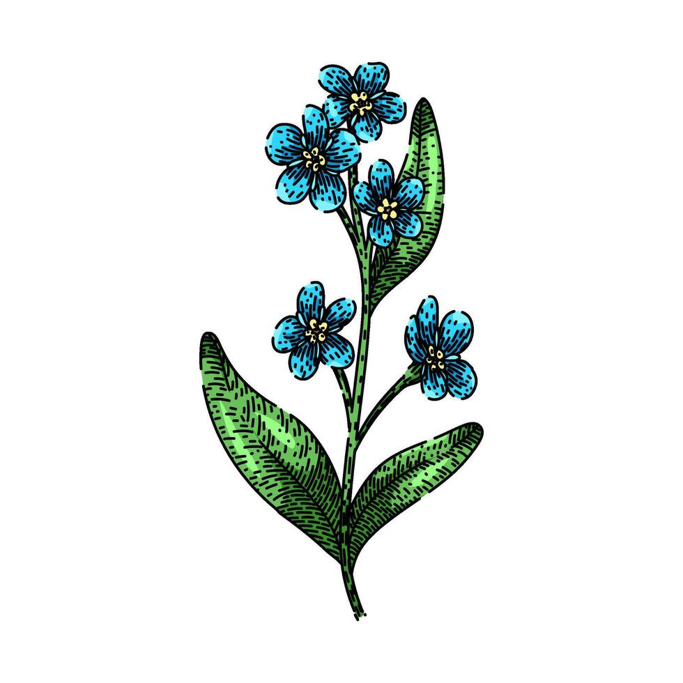 watercolor forget me not sketch hand drawn vector