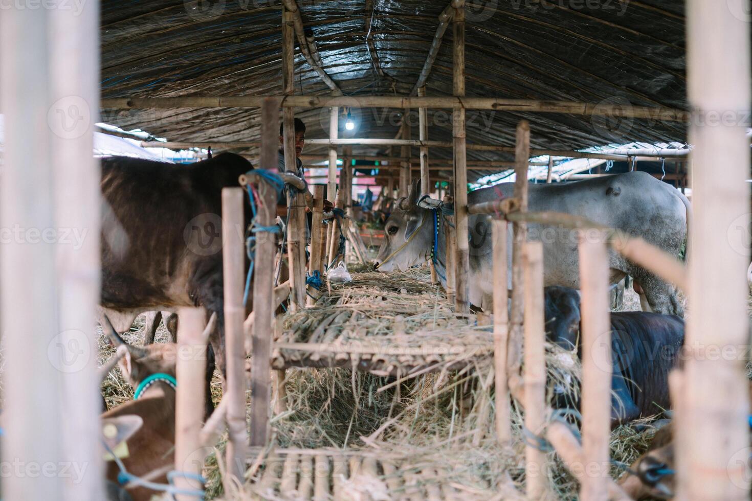 A cow peacefully grazing inside a sturdy pen, embodying the simplicity and natural rhythm of farm life in pastoral settings. photo