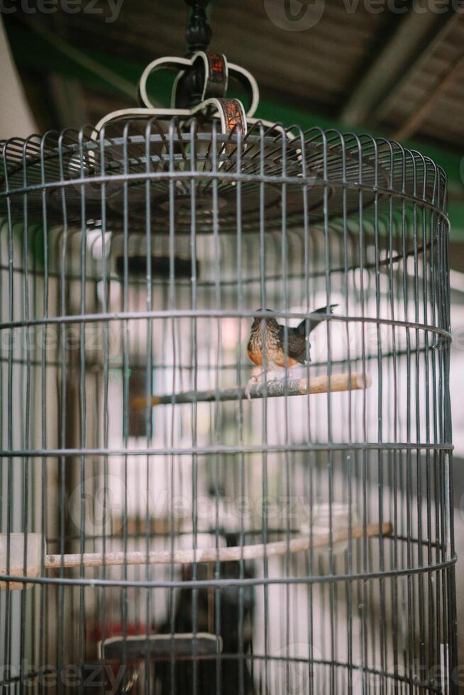 The white-rumped shama is a small passerine bird of the family Muscicapidae.White-rumped shama perched inside a birdcage photo
