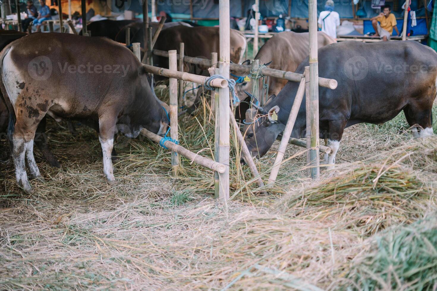A cow peacefully grazing inside a sturdy pen, embodying the simplicity and natural rhythm of farm life in pastoral settings. photo