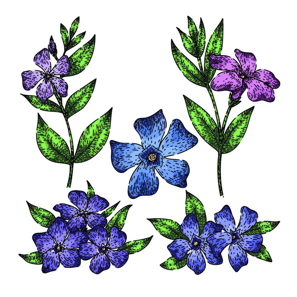 periwinkle set sketch hand drawn vector