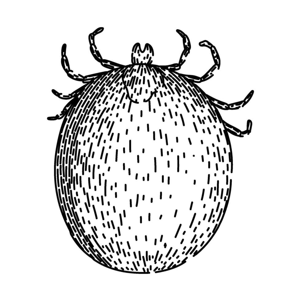 mite tick sketch hand drawn vector
