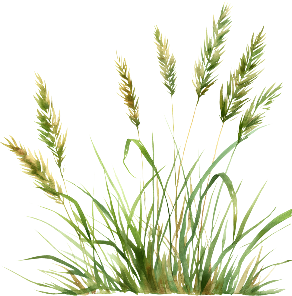 A bunch of green grass with brown tips png