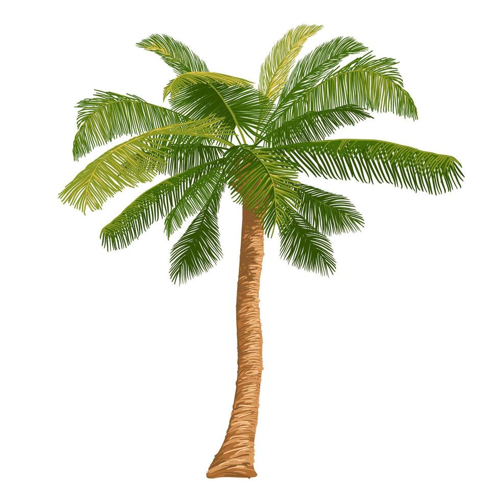 illustration of a palm tree. An element for scenes on a tropical beach, on vacation, on vacation. Exotic tree isolated on white background. vector