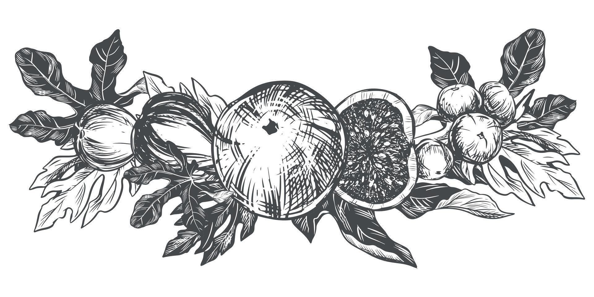 Fig branch on a white background. Tropical plant, raw fruit, leaves. Sketch of sweet fruits. image in engraving style. Composition for packaging design. vector