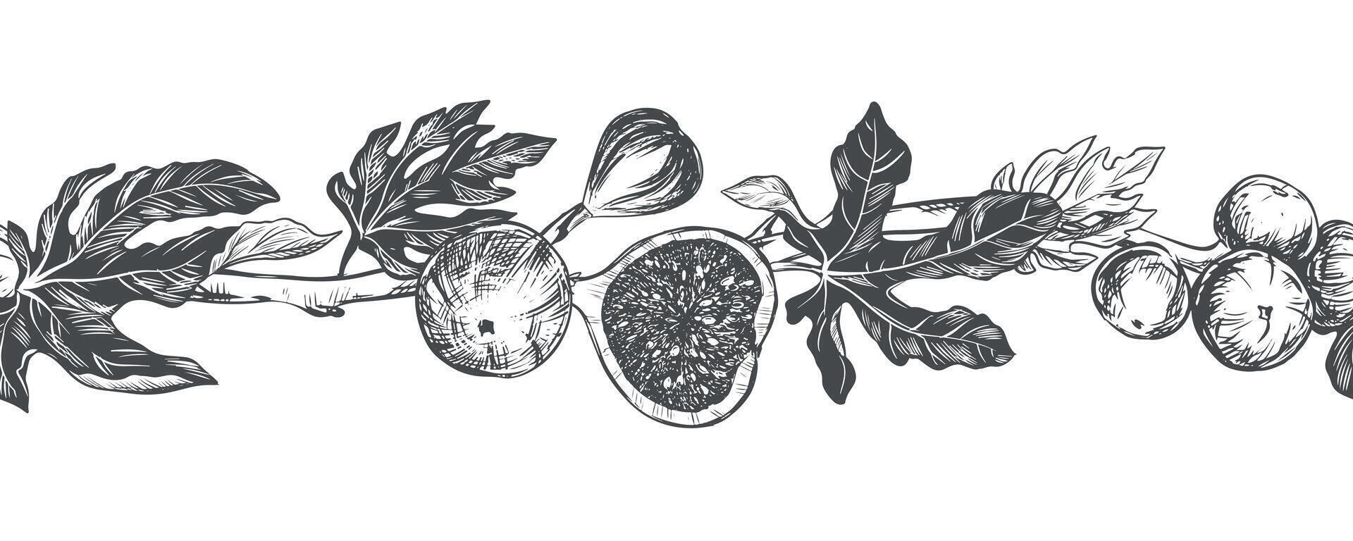 Sketch of a fig using engraving technique. seamless border of fruits and leaves on a white background. Vintage black and white hand drawing. Best suited for menus and kitchen design. vector