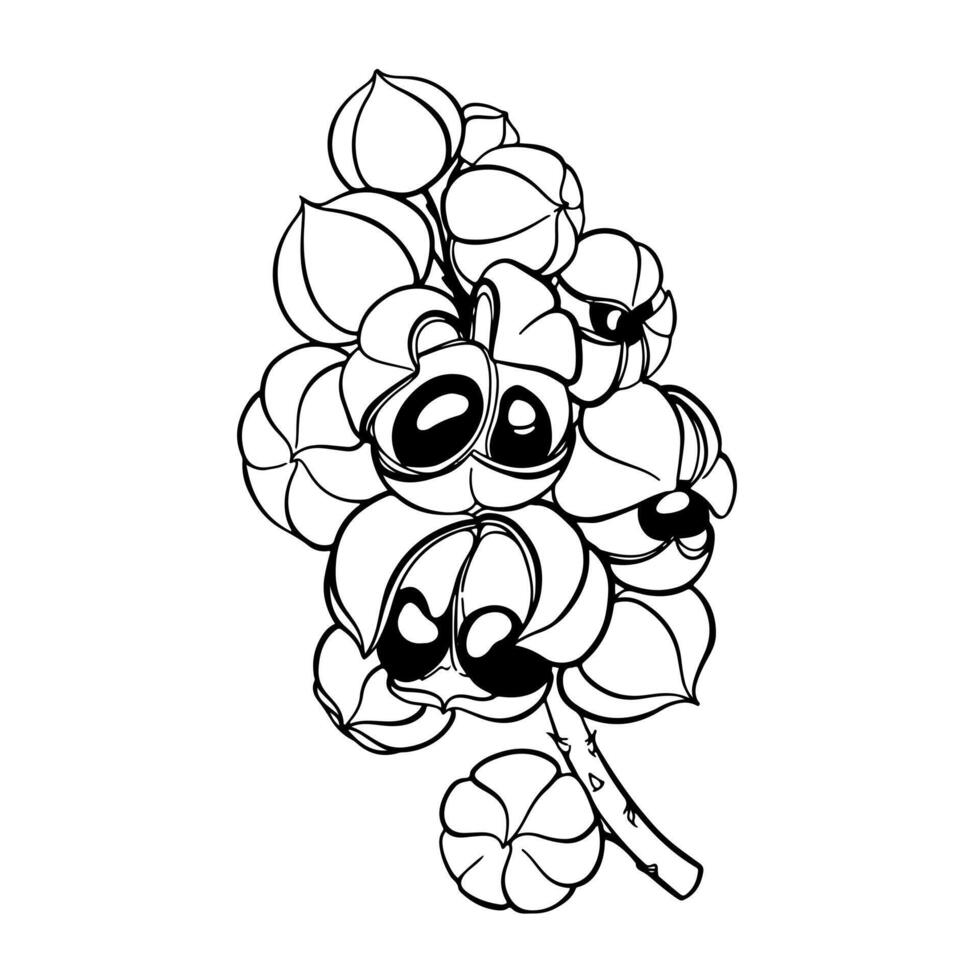 Monochrome drawing of guarana fruits. Tropical edible crop, super product, food additive, hand-drawn on a white background. vector