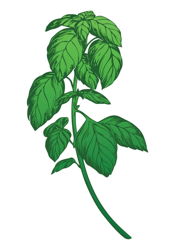 Green basil isolated on white background. Color engraving technique illustration of basil spice. Used for packaging, recipes, textiles, paper, food packaging, kitchen decor. vector