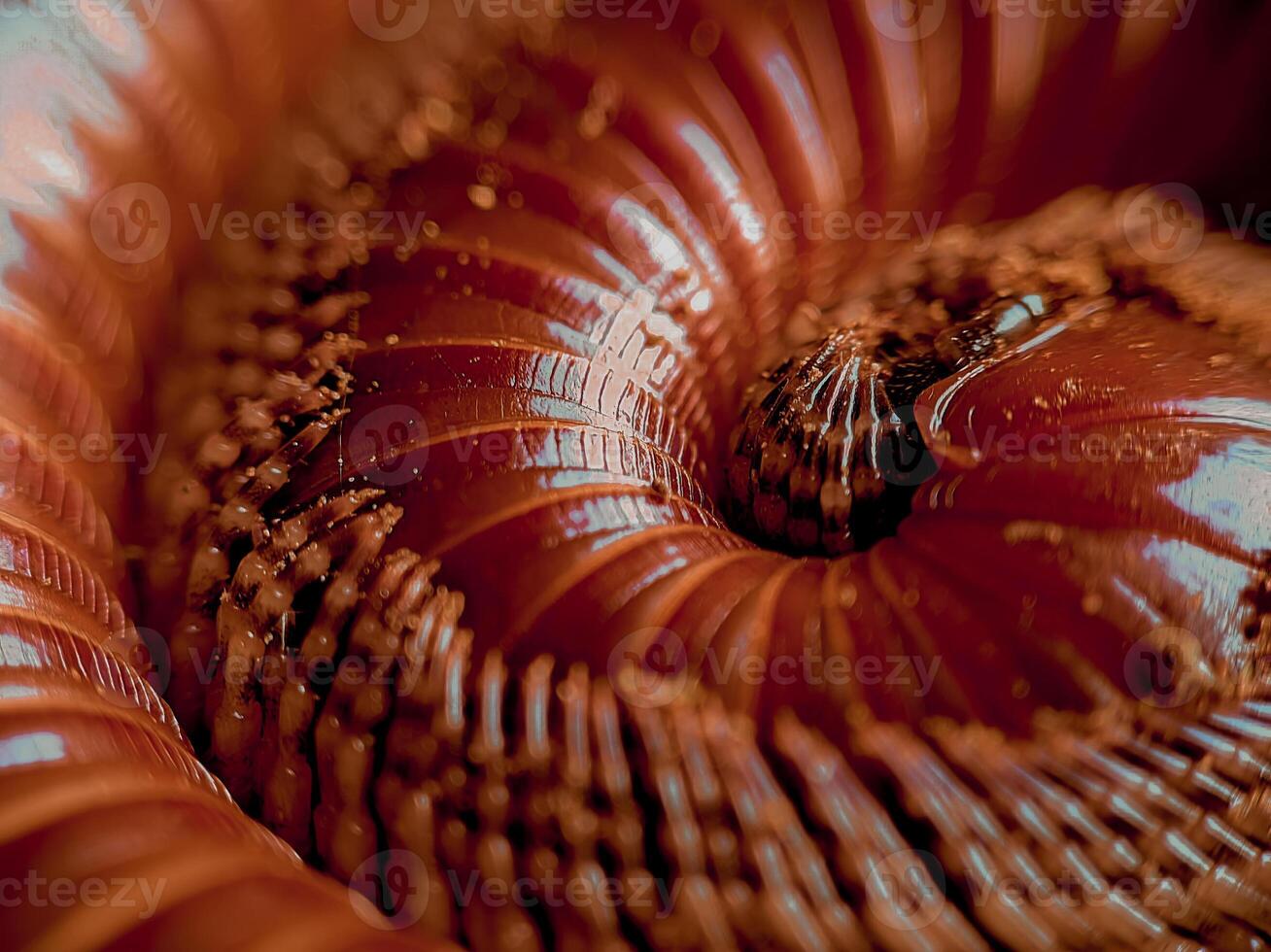 close-up photo of a centipede curled up