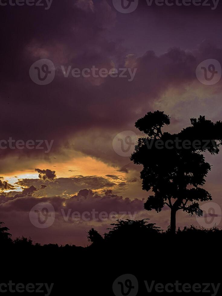 The image portrays a tree silhouette against a vibrant sky during sunrise or sunset photo